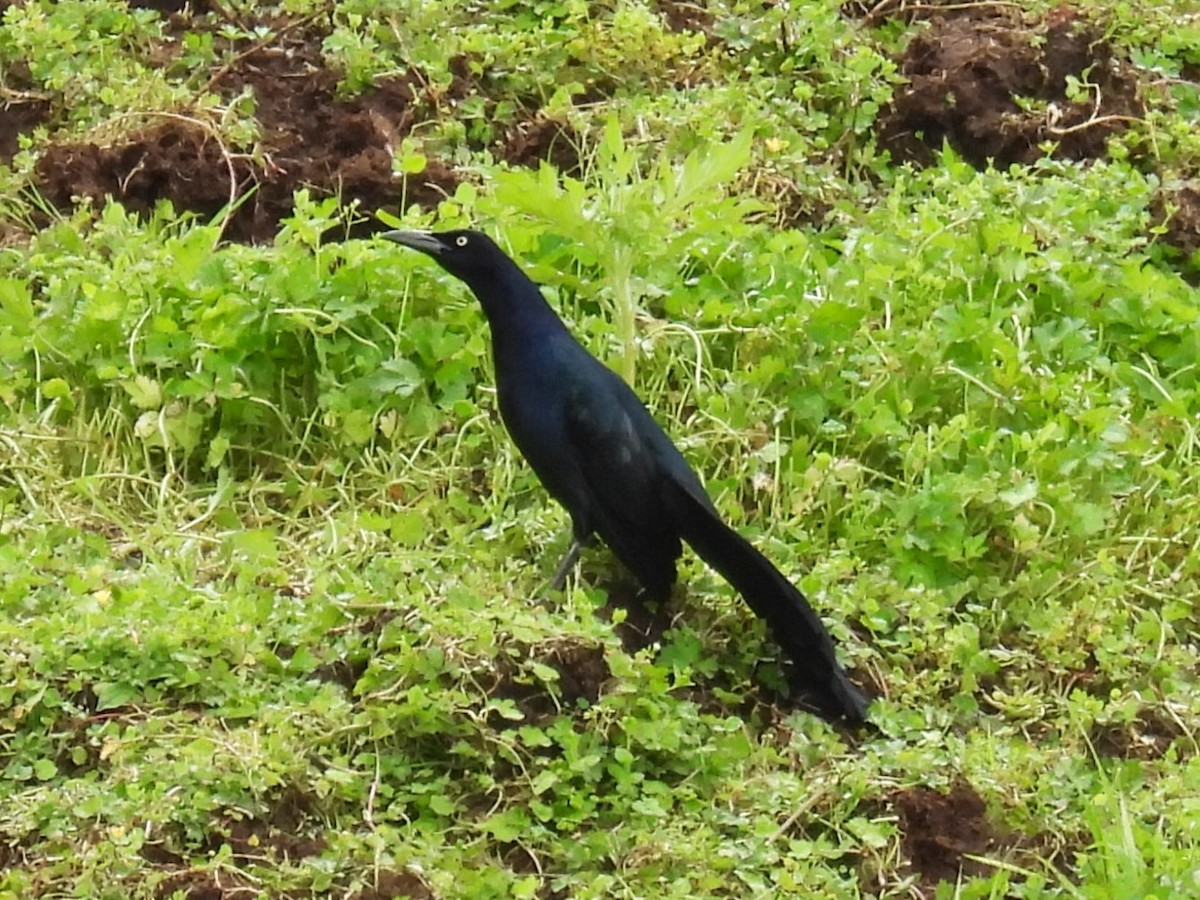 Great-tailed Grackle - Tor Svanoe