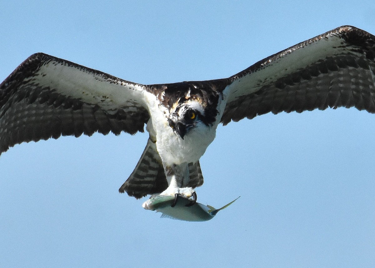 Osprey - ML626157020