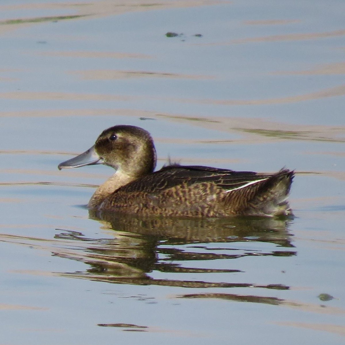 Black-headed Duck - ML626157069