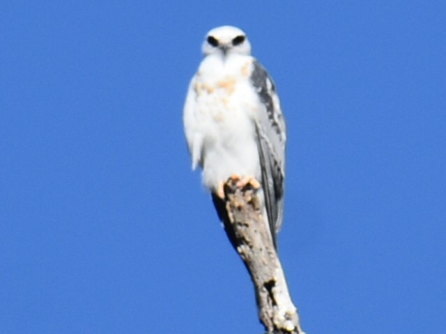 White-tailed Kite - ML626157185
