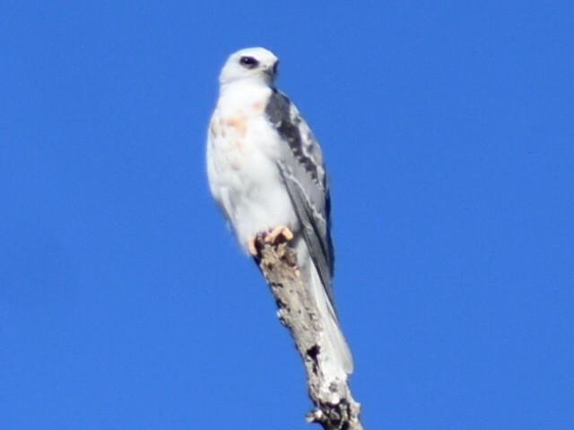 White-tailed Kite - ML626157186