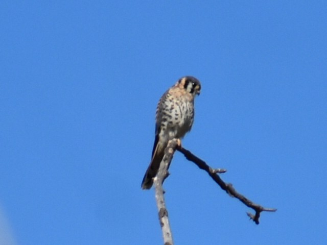 American Kestrel - ML626157229