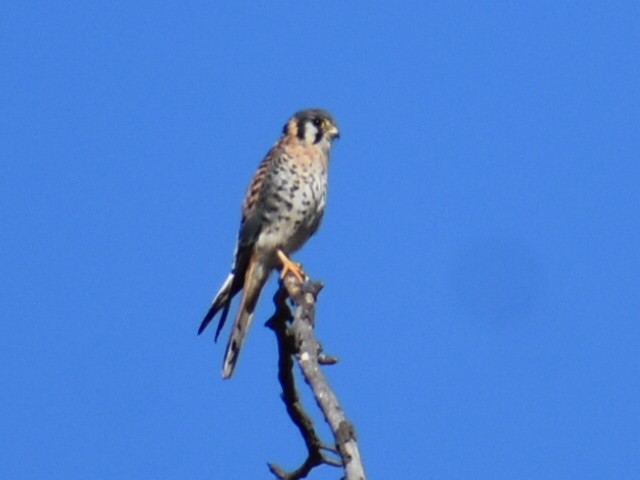 American Kestrel - ML626157230