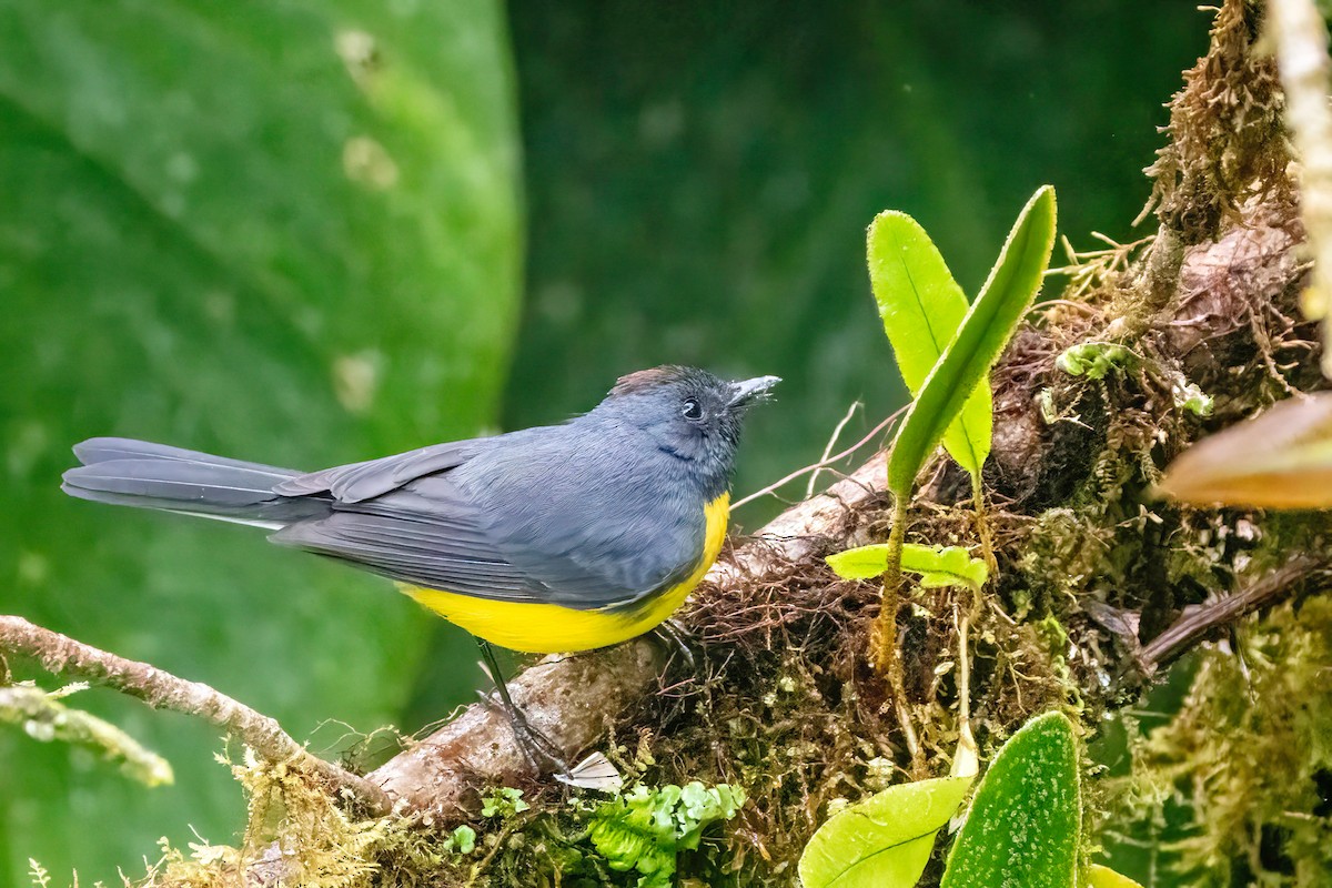 Slate-throated Redstart - ML626157374