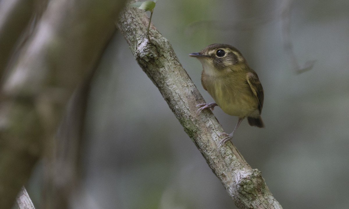 Stub-tailed Spadebill - Zak Pohlen