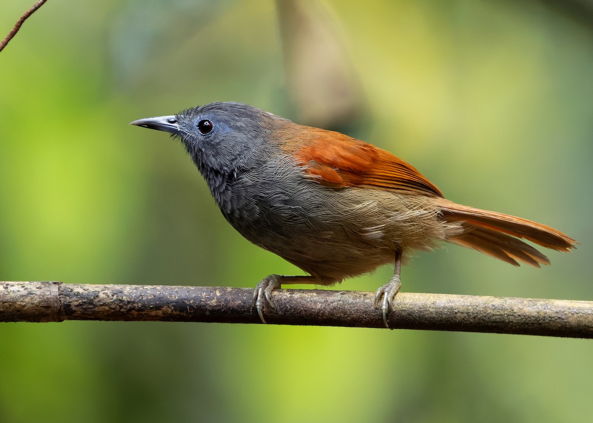 Gray-hooded Babbler - ML626157737