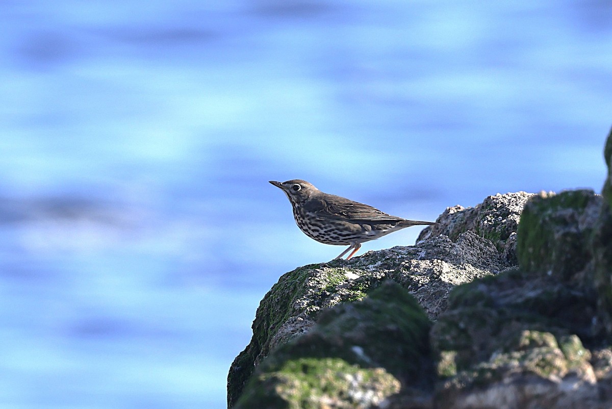 Song Thrush - Adrian Hinkle