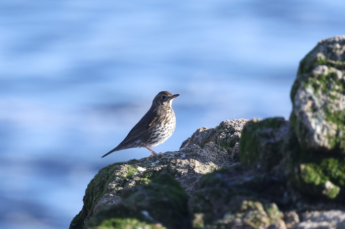 Song Thrush - Adrian Hinkle