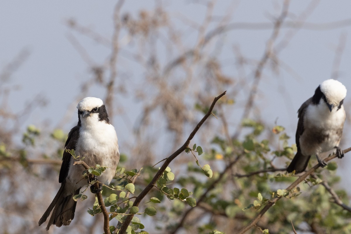 White-rumped Shrike - ML626157822