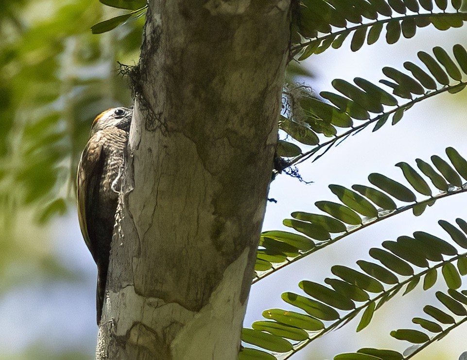 Little Woodpecker - ML626157857