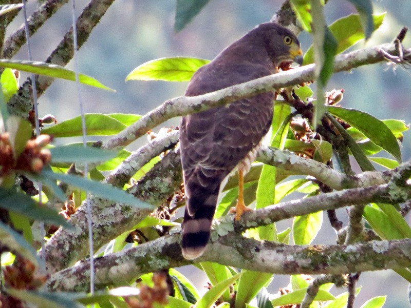 Roadside Hawk - ML62615791