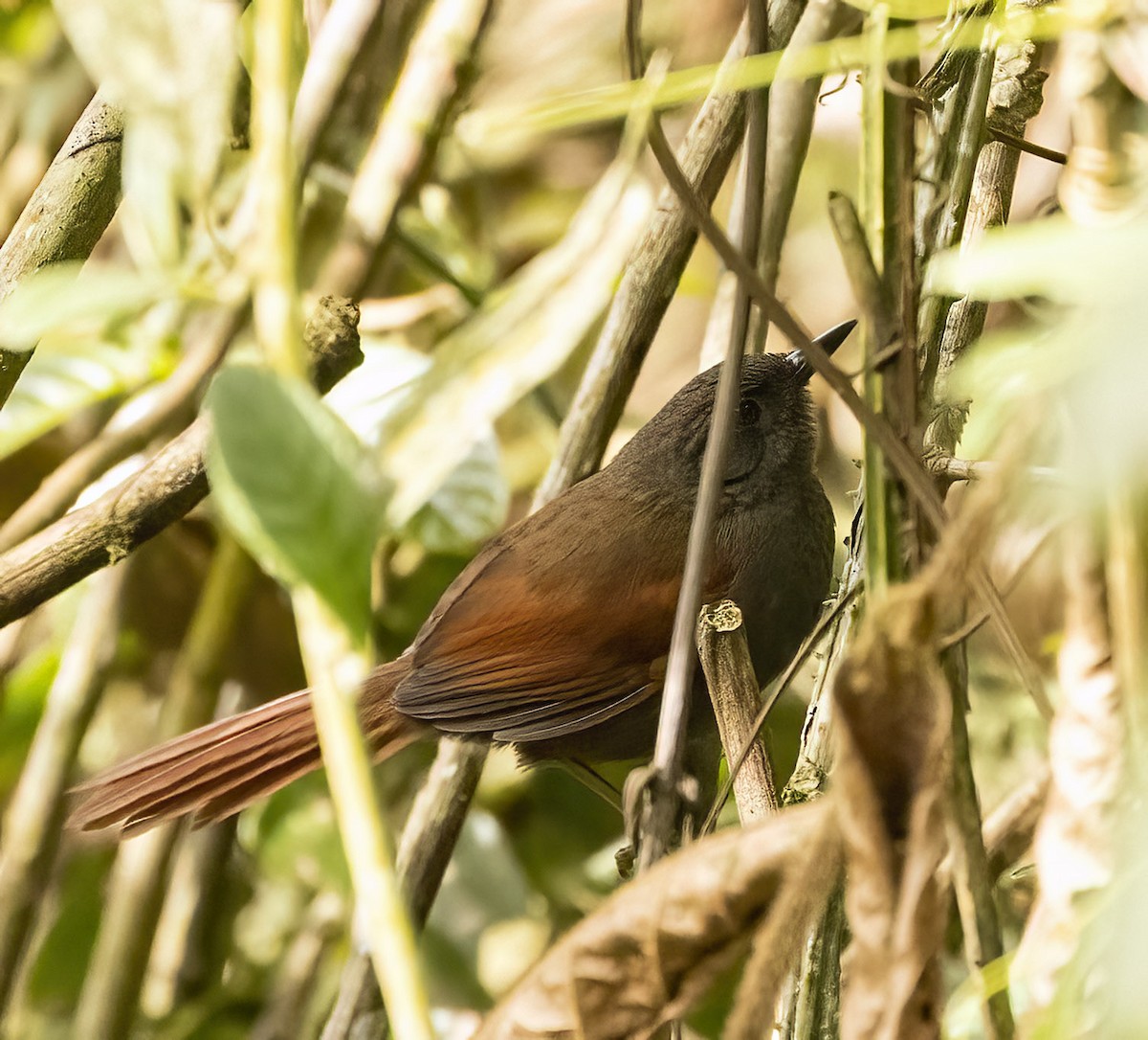Marañon Spinetail - ML626157956