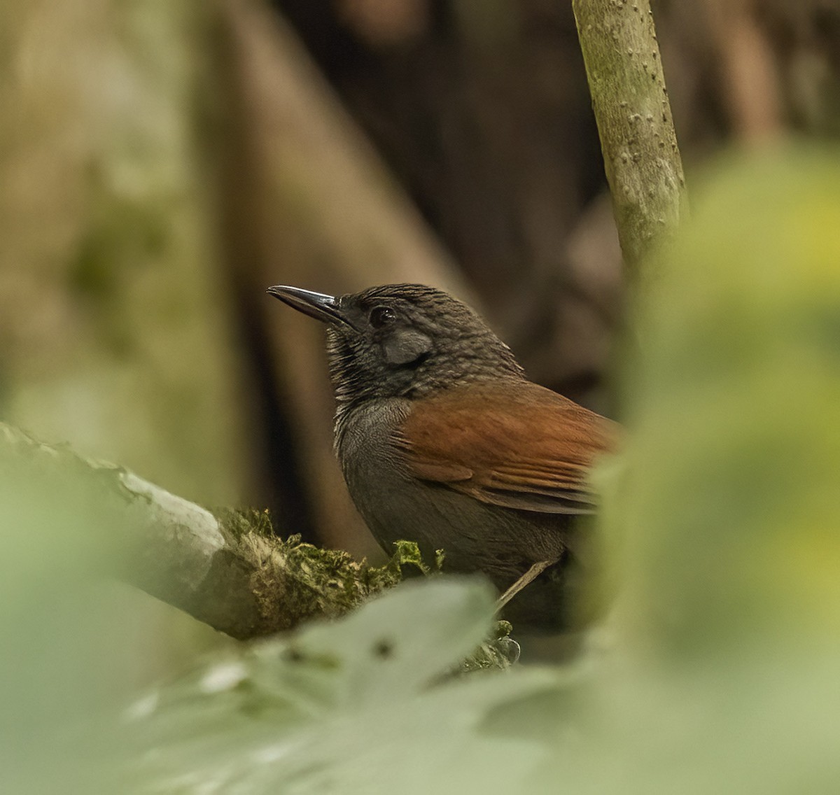 Marañon Spinetail - ML626158007