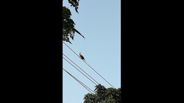 Alexandrine Parakeet - ML626158023
