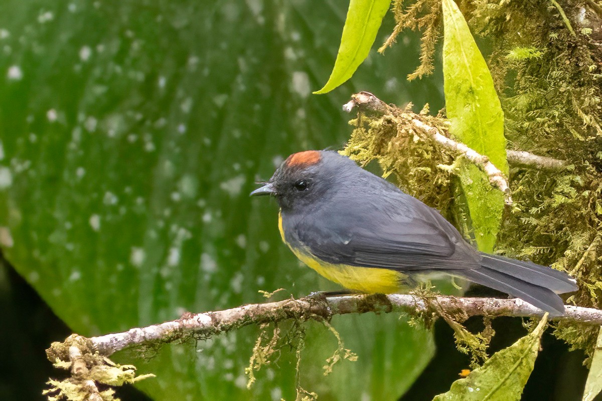 Slate-throated Redstart - ML626158273