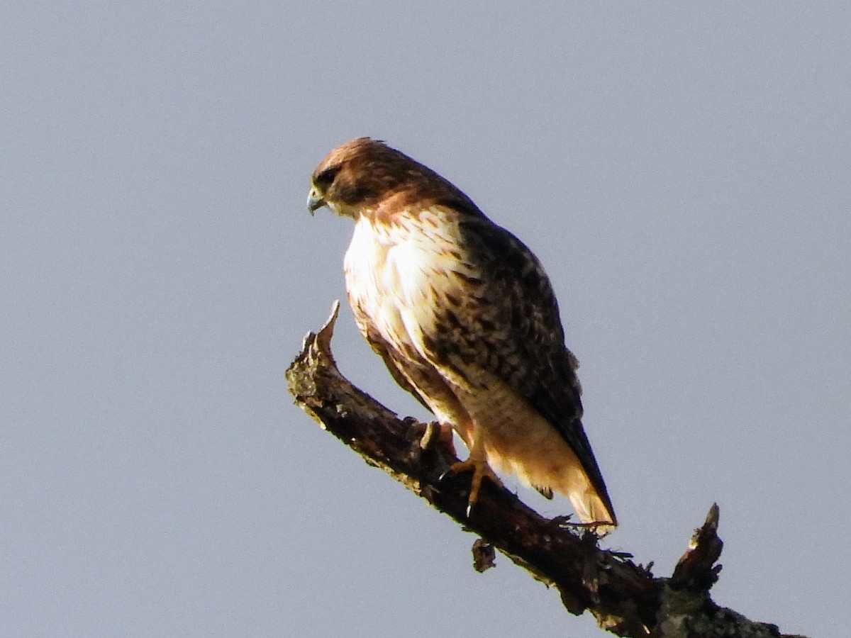 Rotschwanzbussard - ML626158274