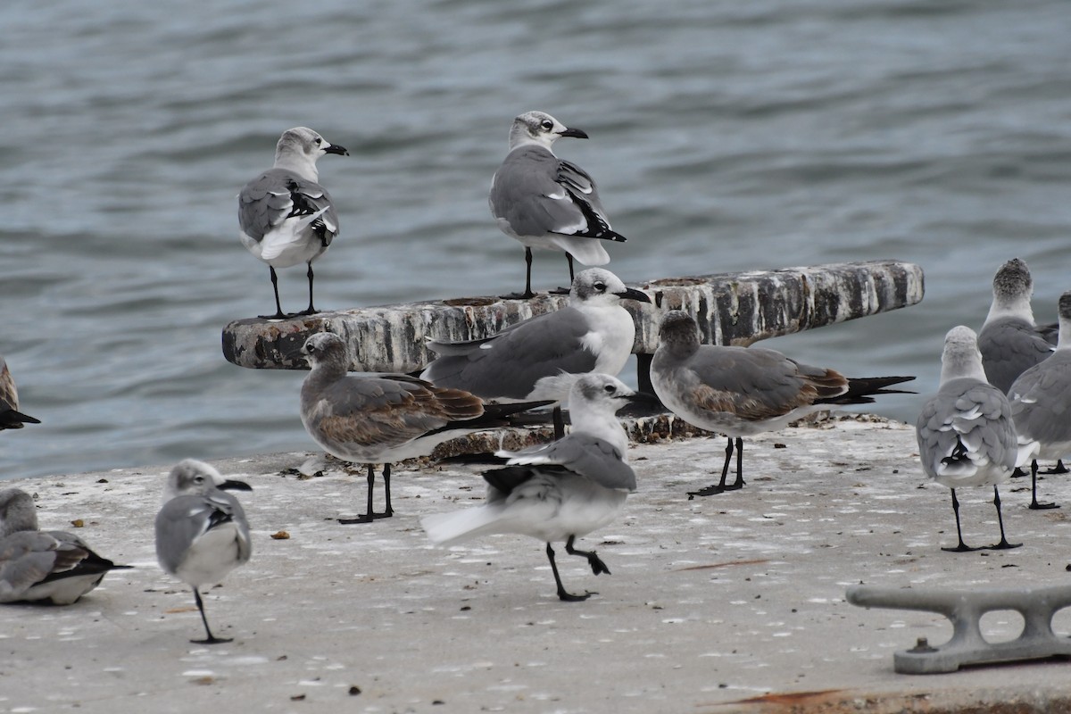 racek karibský - ML626158301