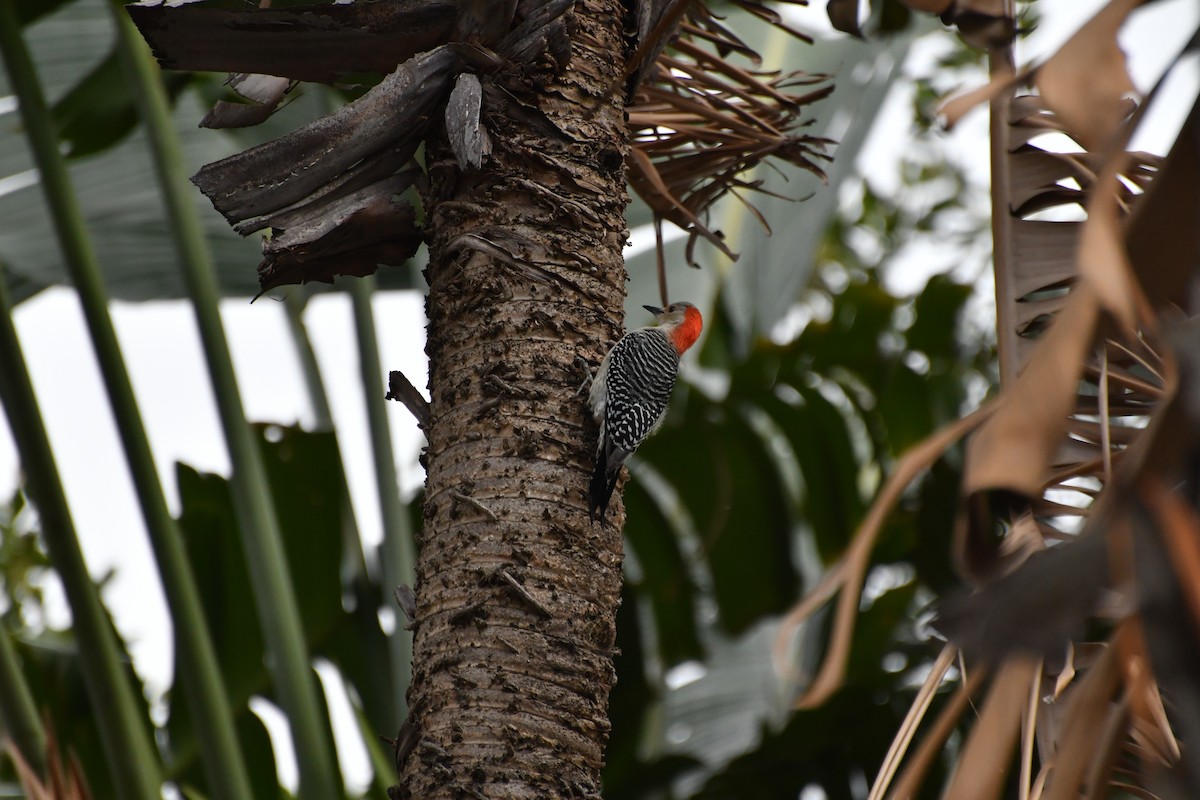 datel karolínský - ML626158319