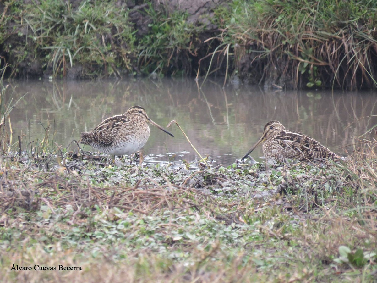 Magellanic Snipe - ML626158321