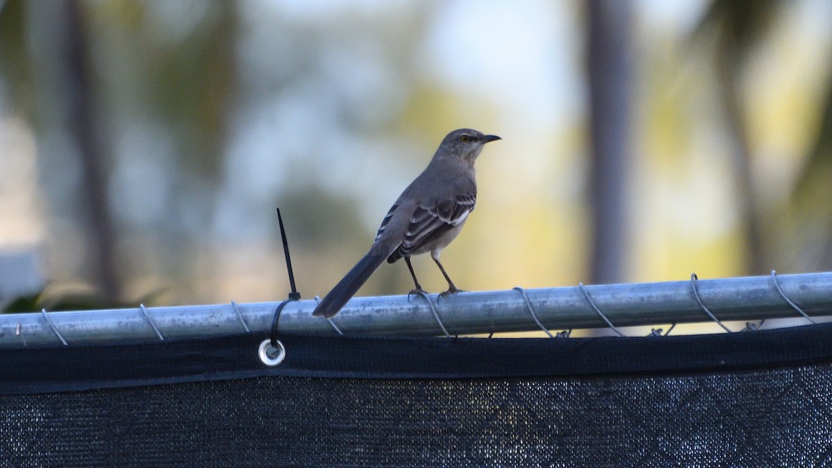 drozdec mnohohlasý - ML626158452