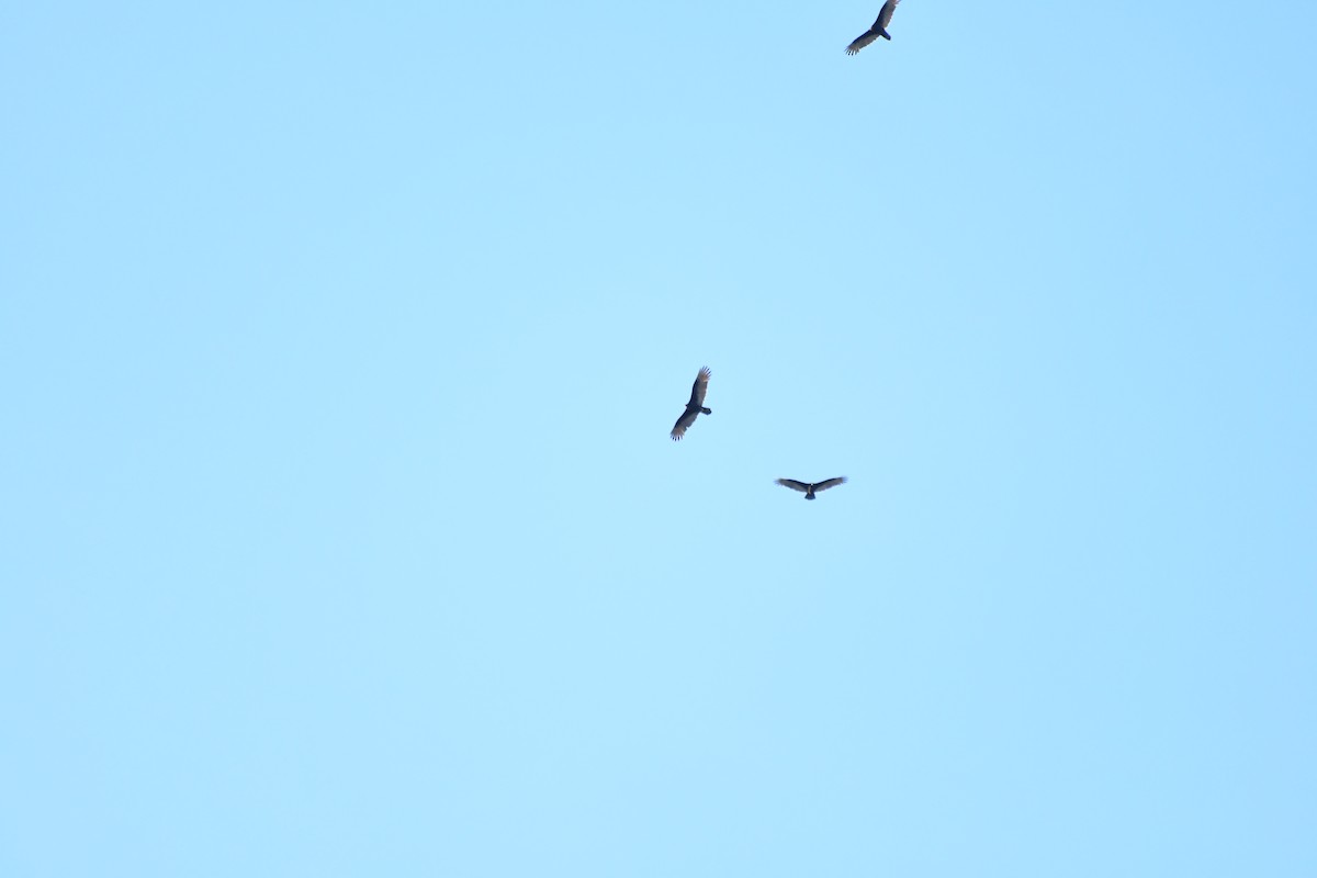 kondor krocanovitý - ML626158492