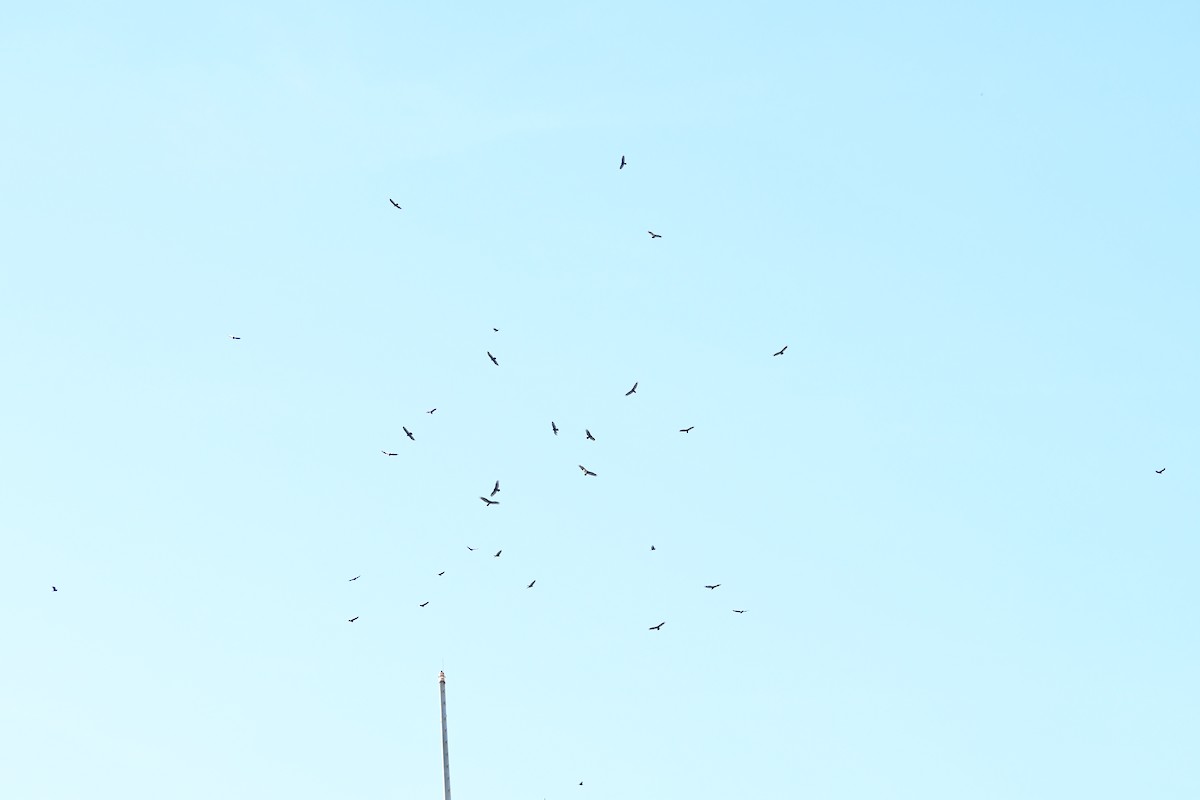 kondor krocanovitý - ML626158493