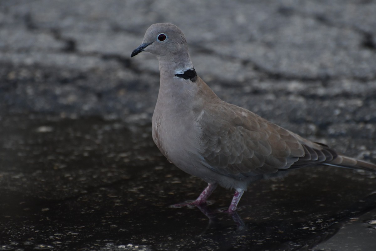 hrdlička zahradní - ML626158525