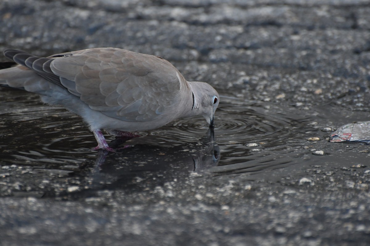 hrdlička zahradní - ML626158526