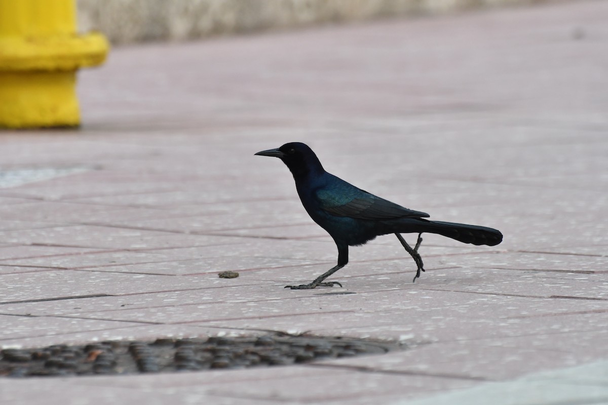 vlhovec člunoocasý - ML626158549