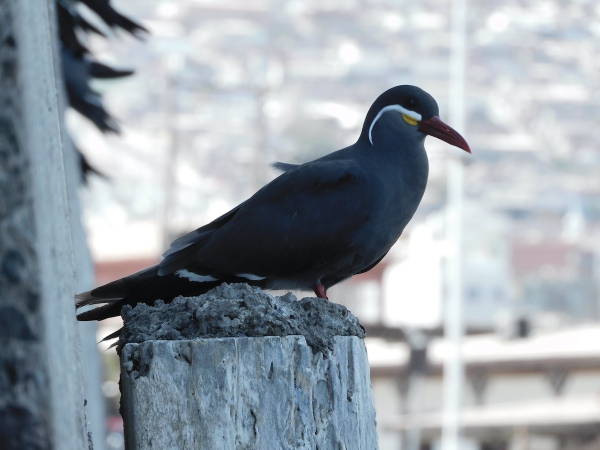 Inca Tern - ML626158577
