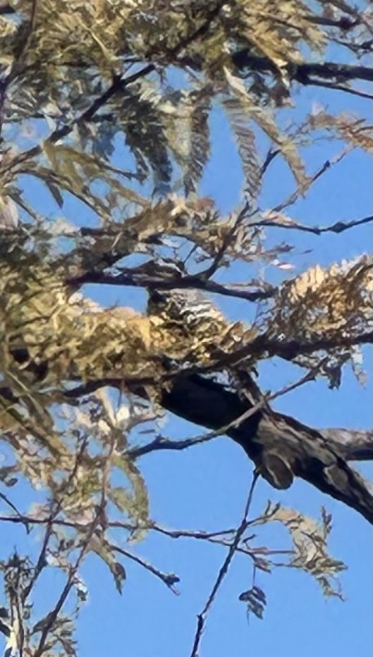 Ladder-backed Woodpecker - ML626158647