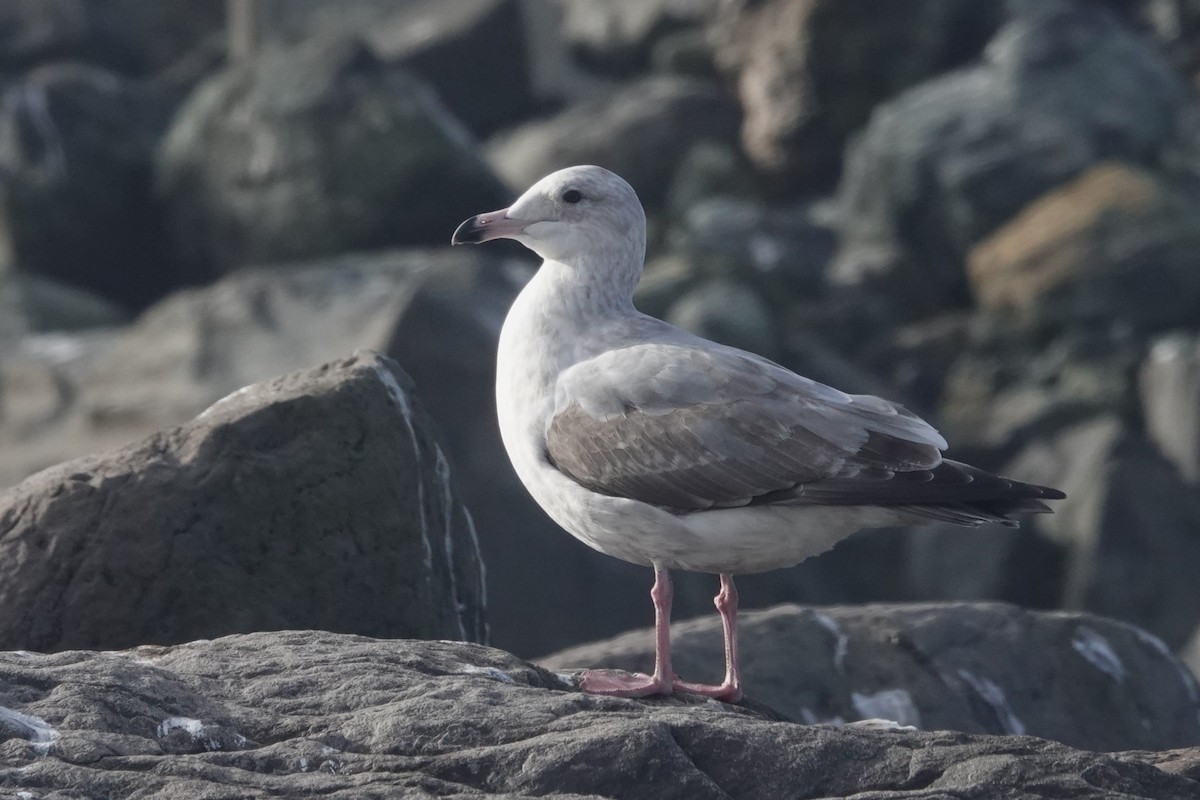 American Herring Gull - Cliff Cordy