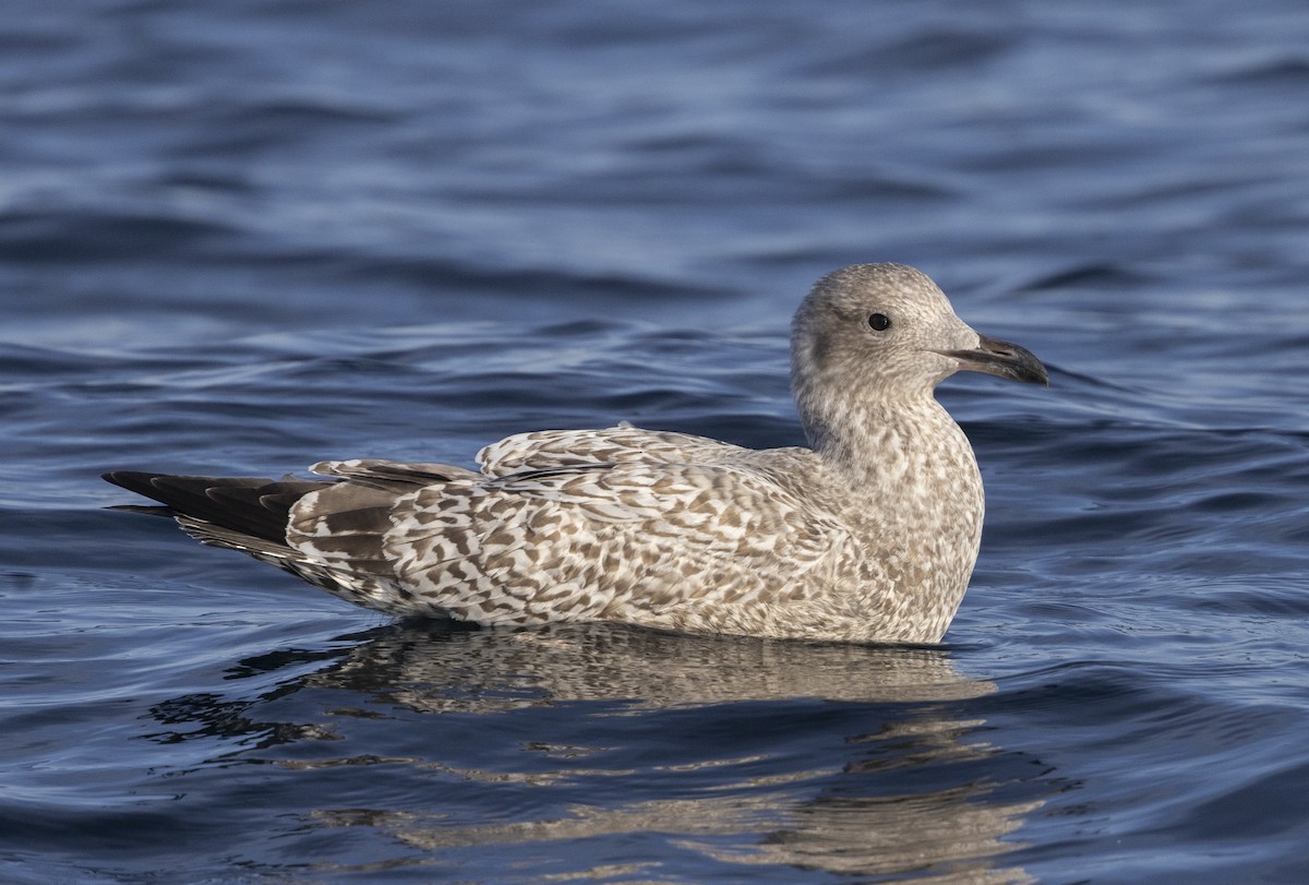 gull sp. - Anonymous eBirber