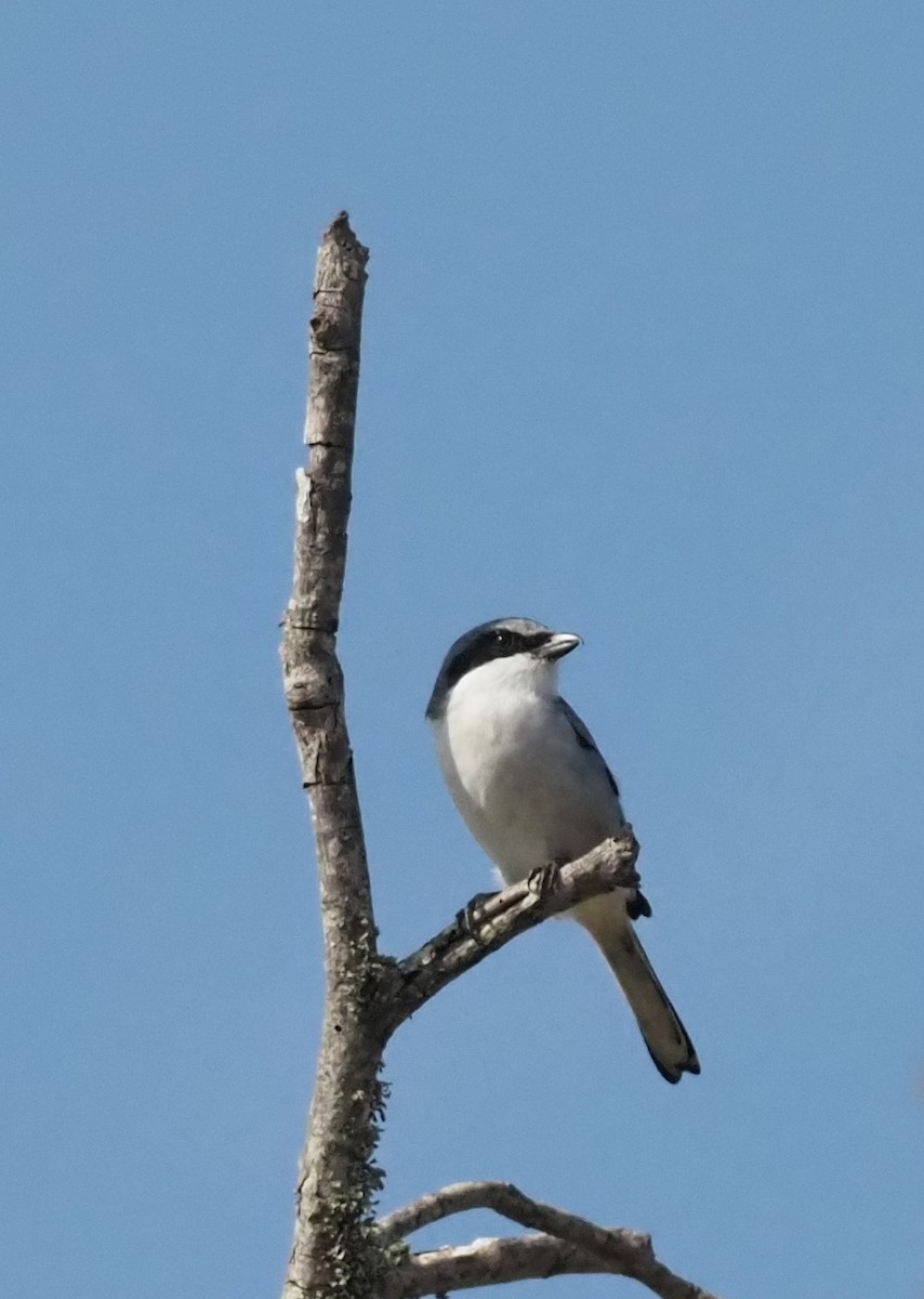 Pie-grièche migratrice - ML626159419