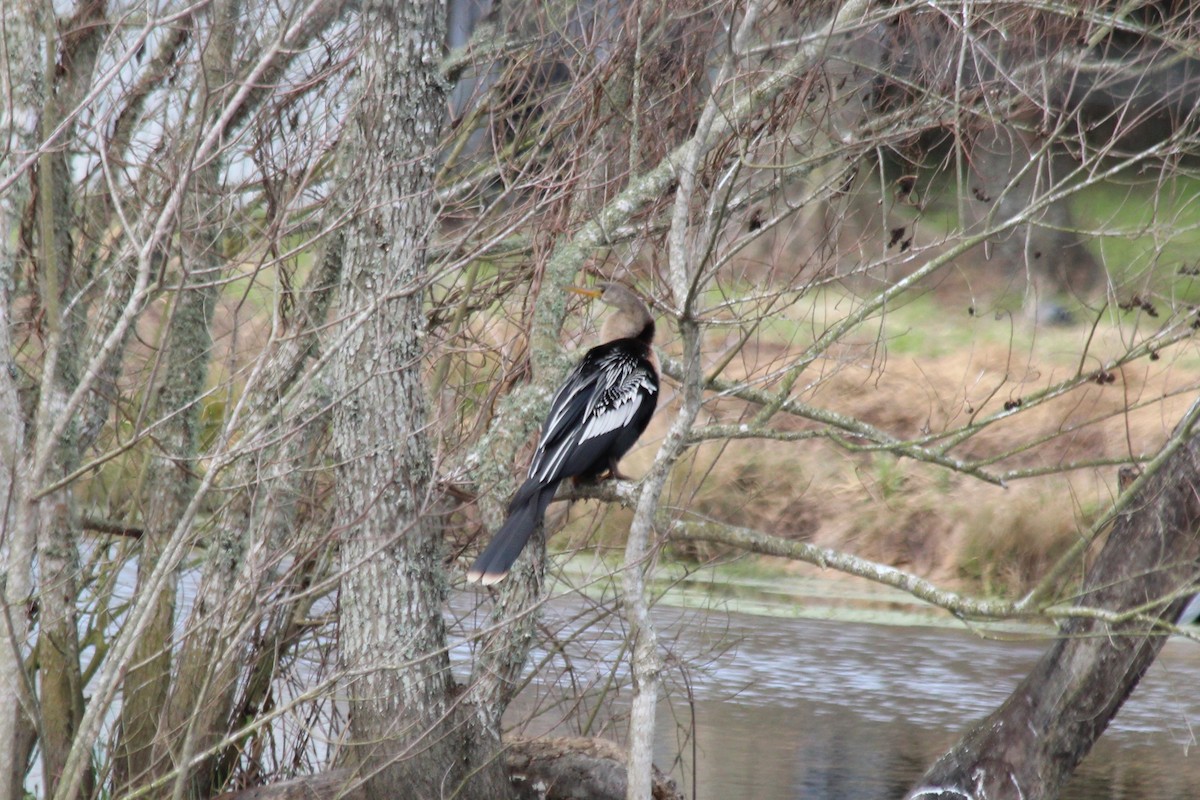 Anhinga - ML626159492