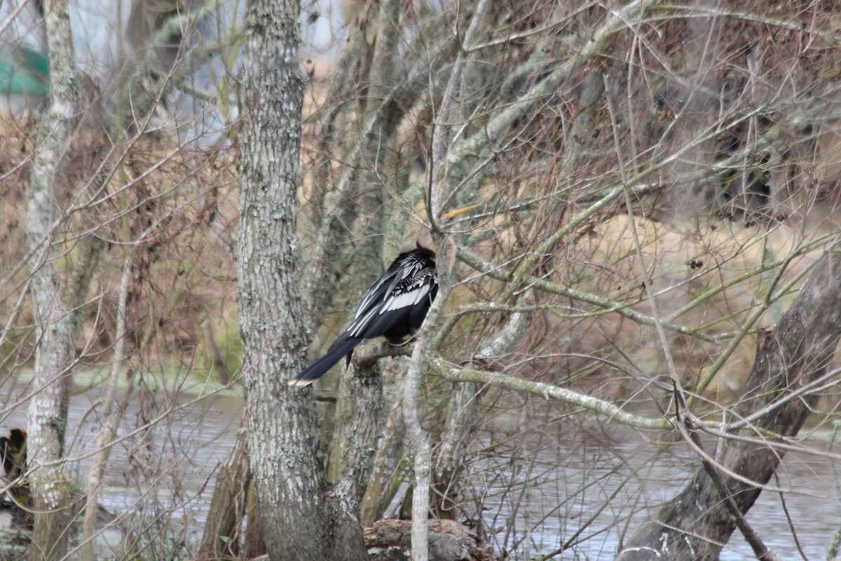 Anhinga - ML626159493