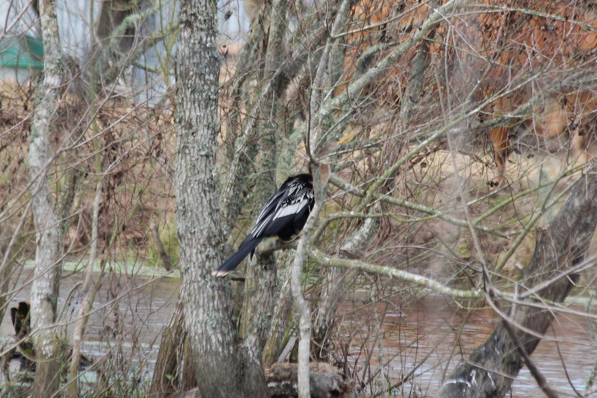 Anhinga - ML626159495