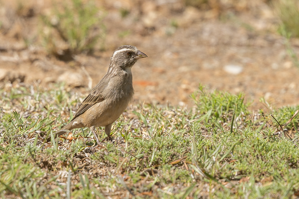 Streaky-headed Seedeater - ML626159527