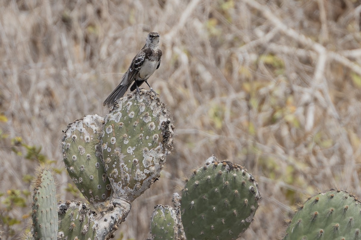 Floreana Mockingbird - ML626159697