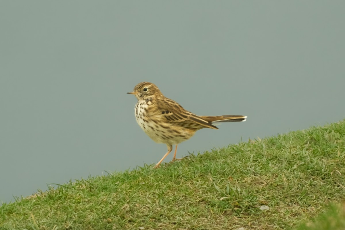 Meadow Pipit - ML626159846