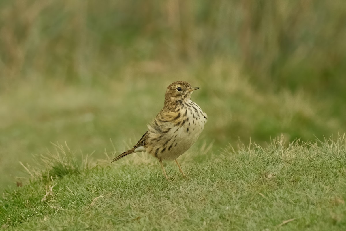 Meadow Pipit - ML626159847