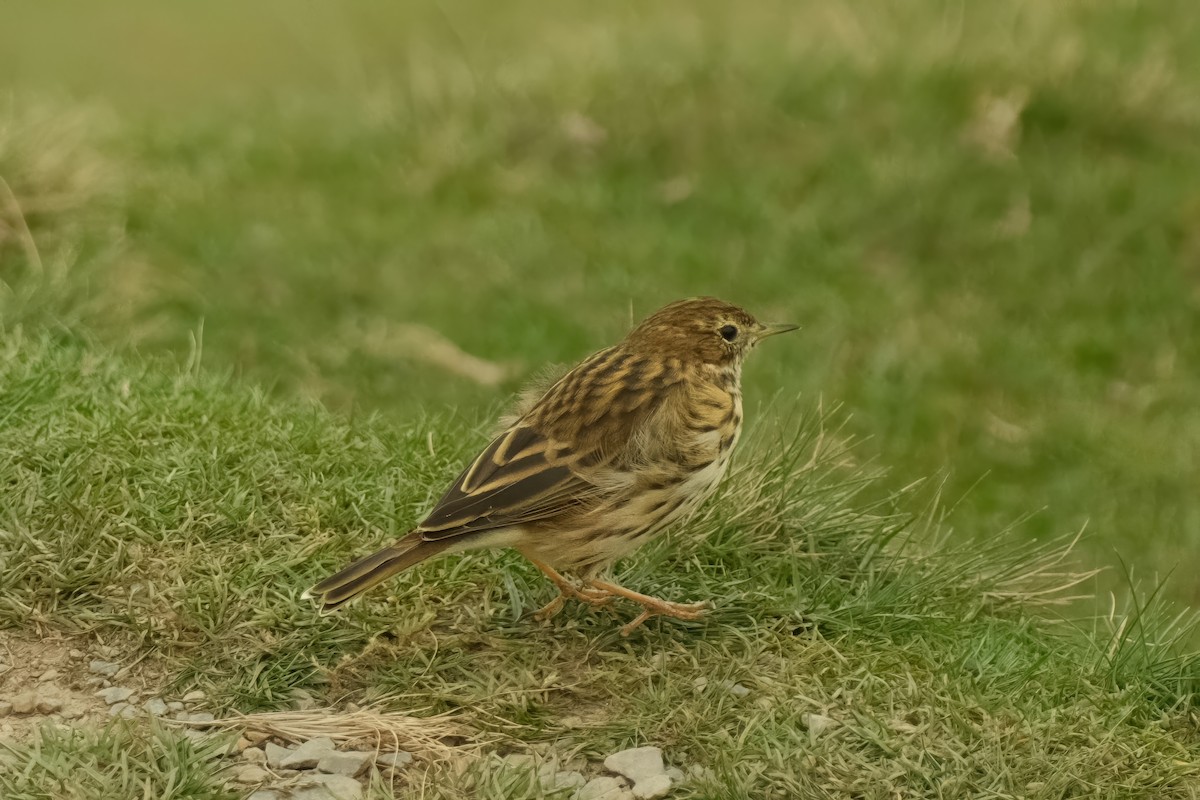 Meadow Pipit - ML626159848