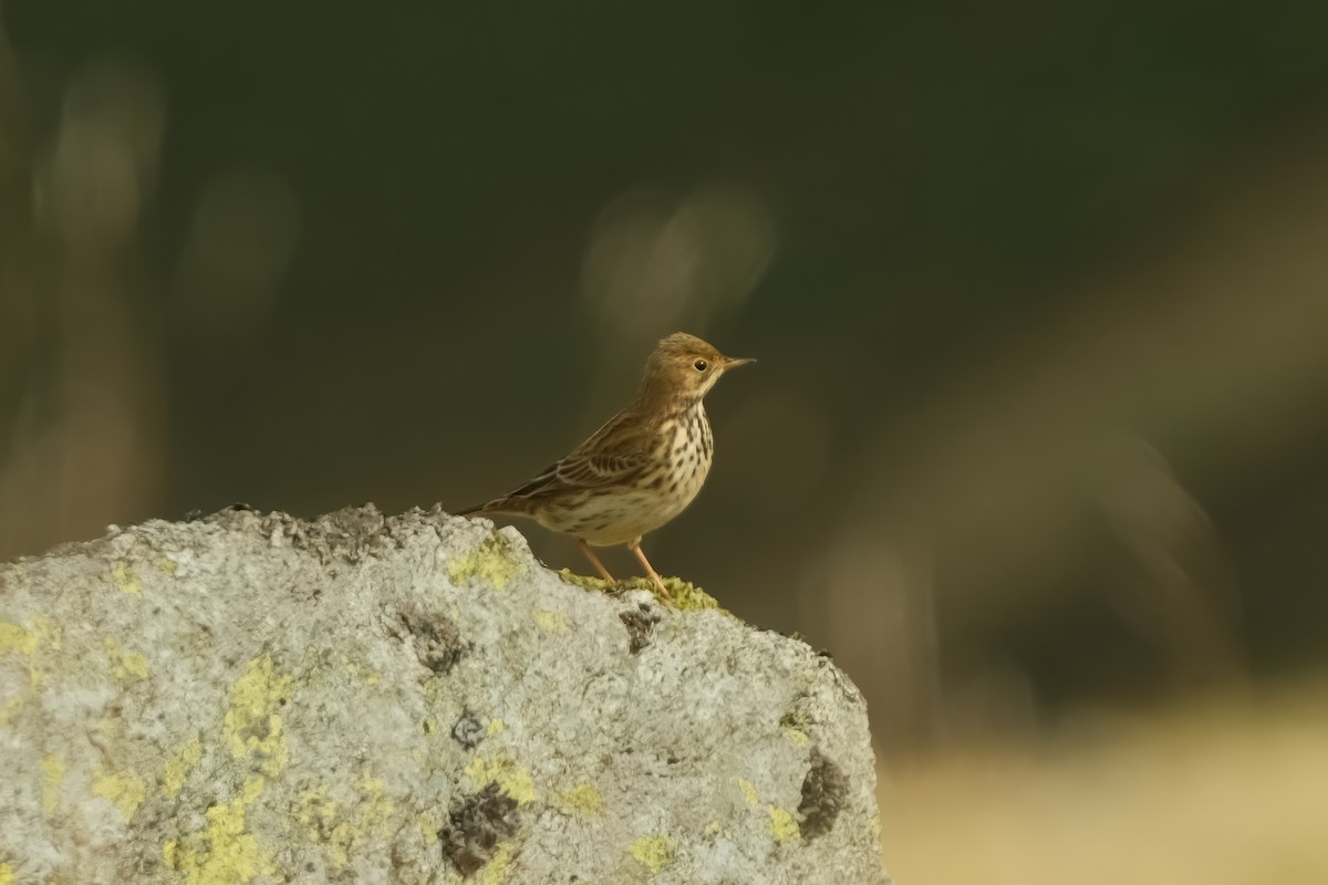 Meadow Pipit - ML626159858