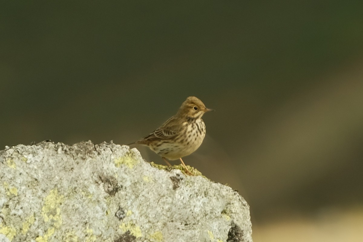 Meadow Pipit - ML626159859