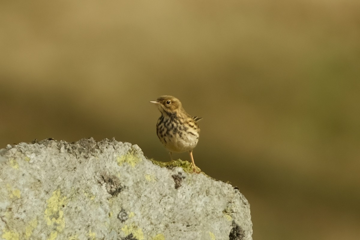 Meadow Pipit - ML626159862