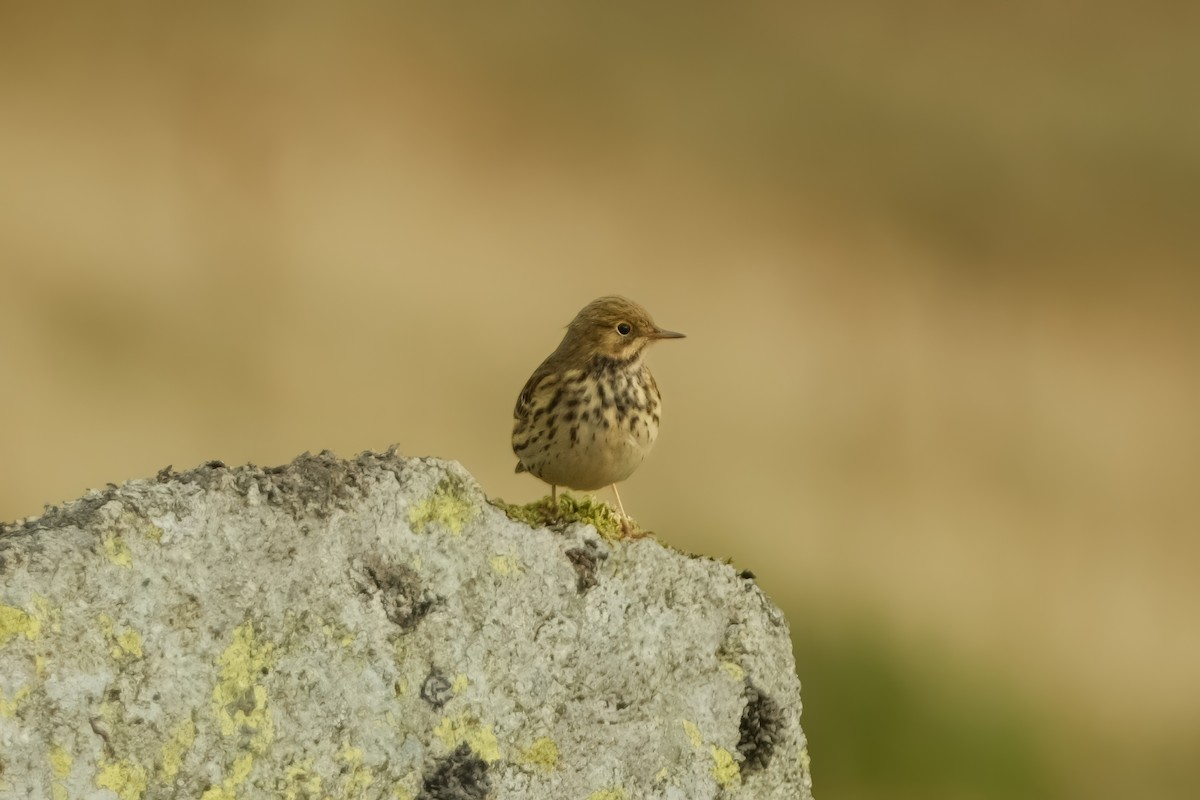 Meadow Pipit - ML626159865