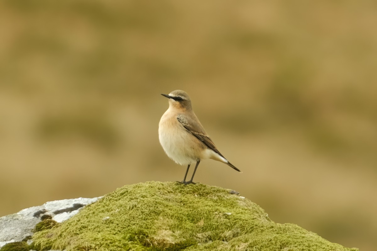 Northern Wheatear - ML626159871