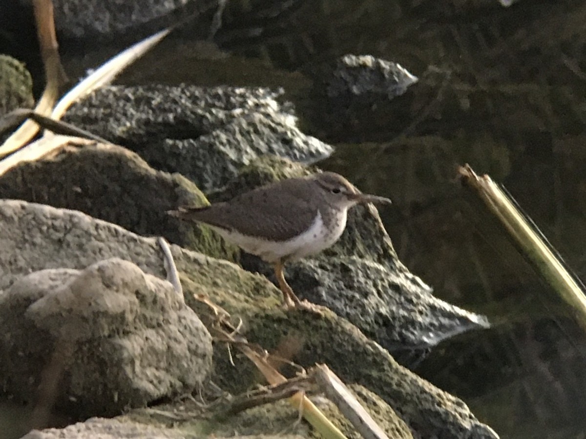 Spotted Sandpiper - ML626159894