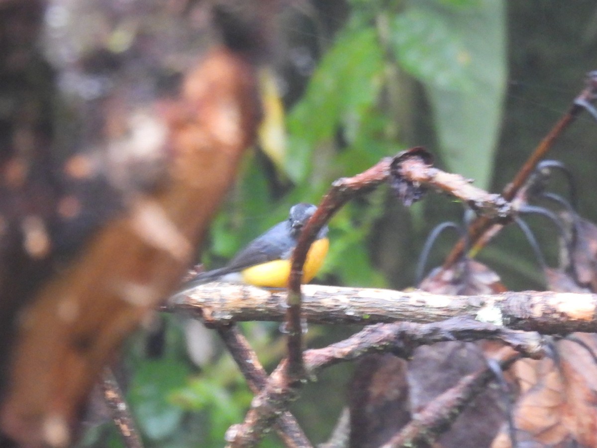 Slate-throated Redstart - ML626160008