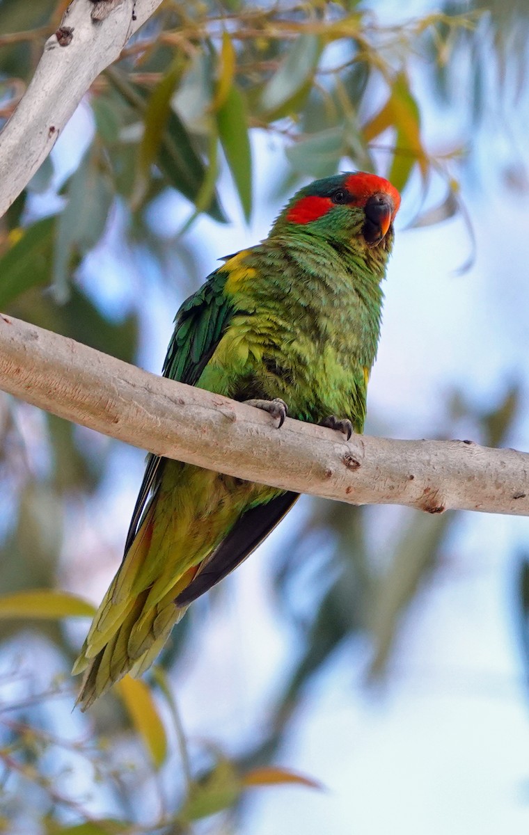 Musk Lorikeet - ML626160387